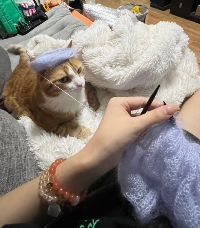 养猫人有自己的毛线轴