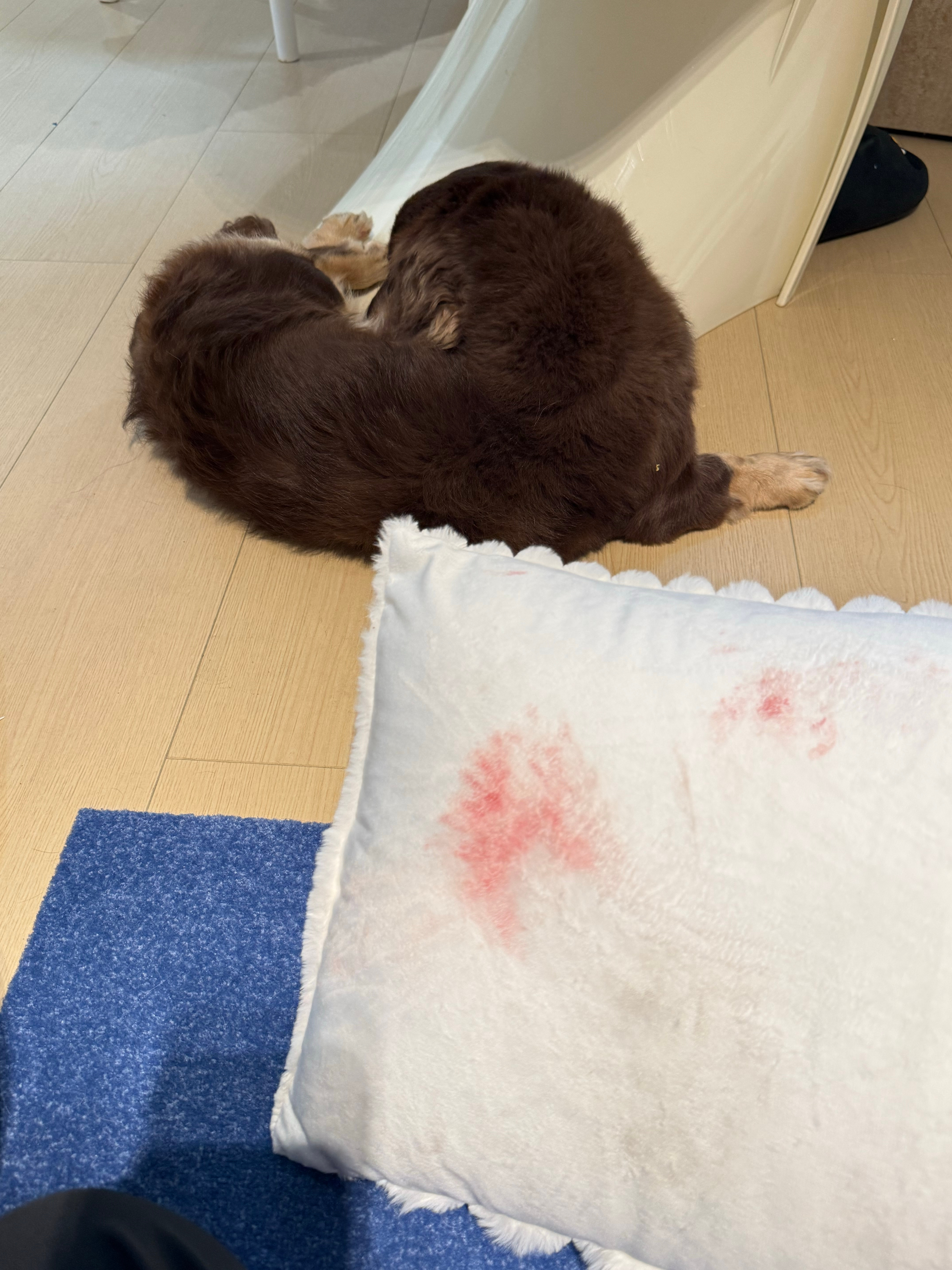 小花生好像发情然后小弟弟流血了好吓人 他疼不疼啊 搜了一下赶紧给他用生理盐水洗一