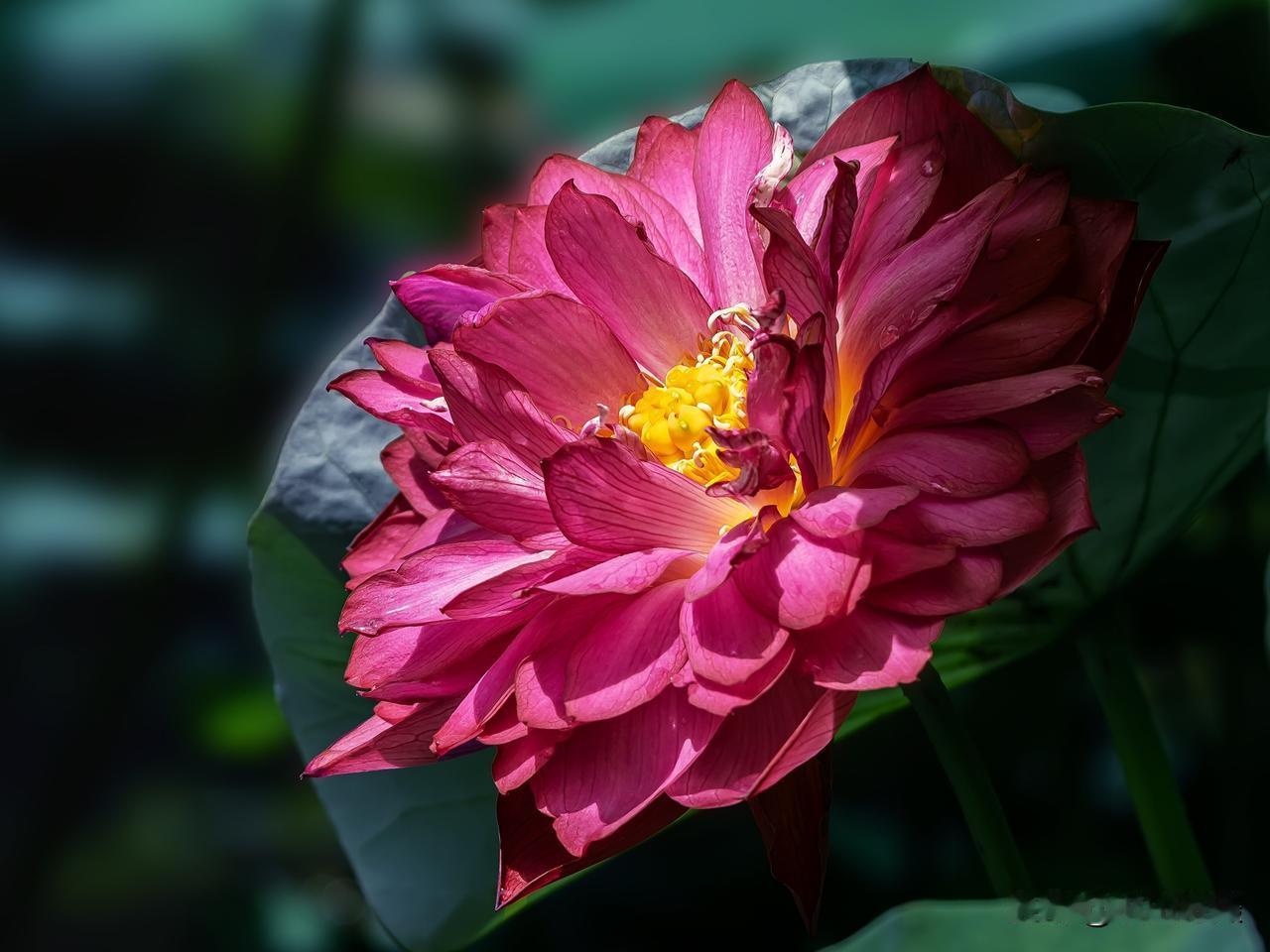又是一年拍花季，花蕊之美。