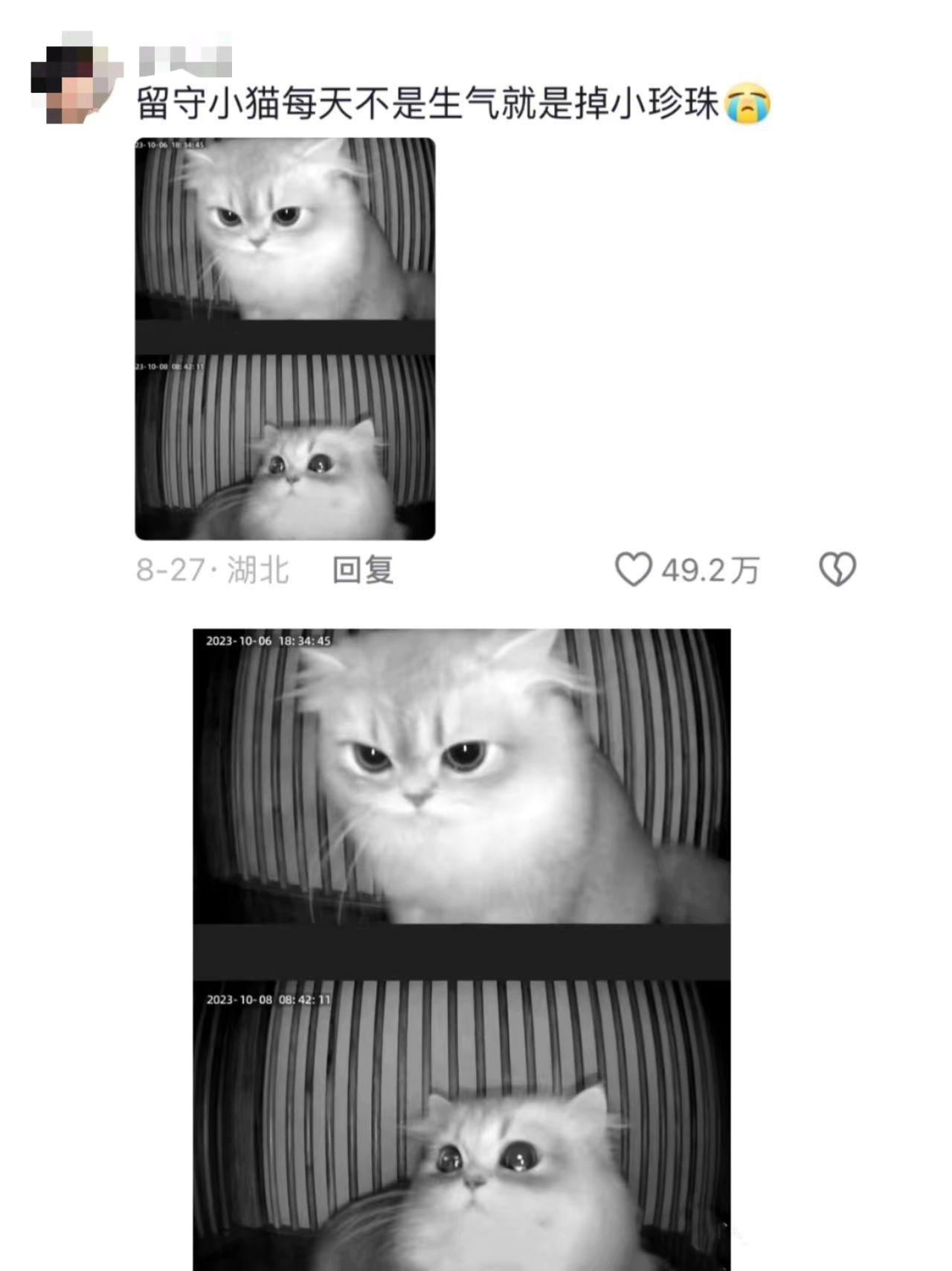 宠物沟通 宠物沟通师 猫咪留守 宠物寄养 猫咪应激