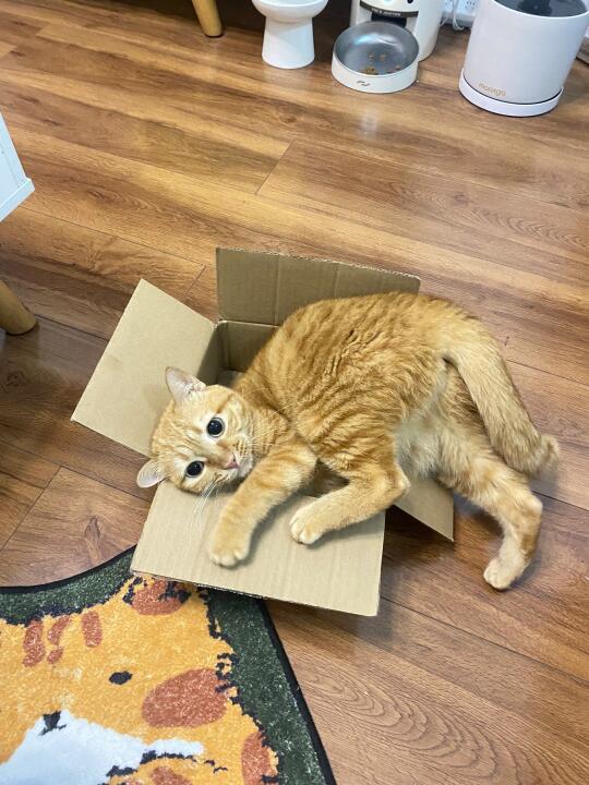 都说了小猫是液体动物…