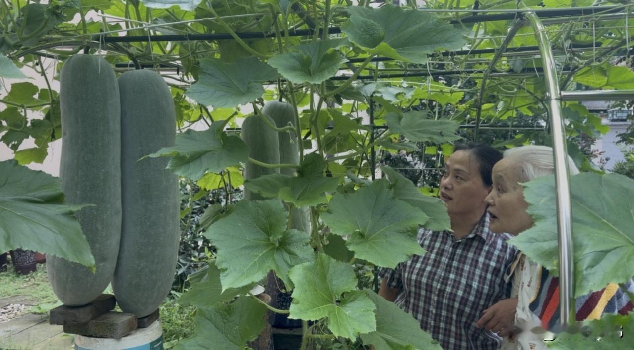 雨过天晴，武汉直接飙到34℃。老婆却兴致勃勃宣布——“今天要干件大事：把院子里最