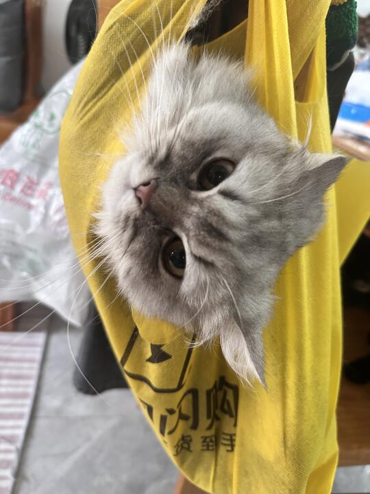 连着四天在厨房