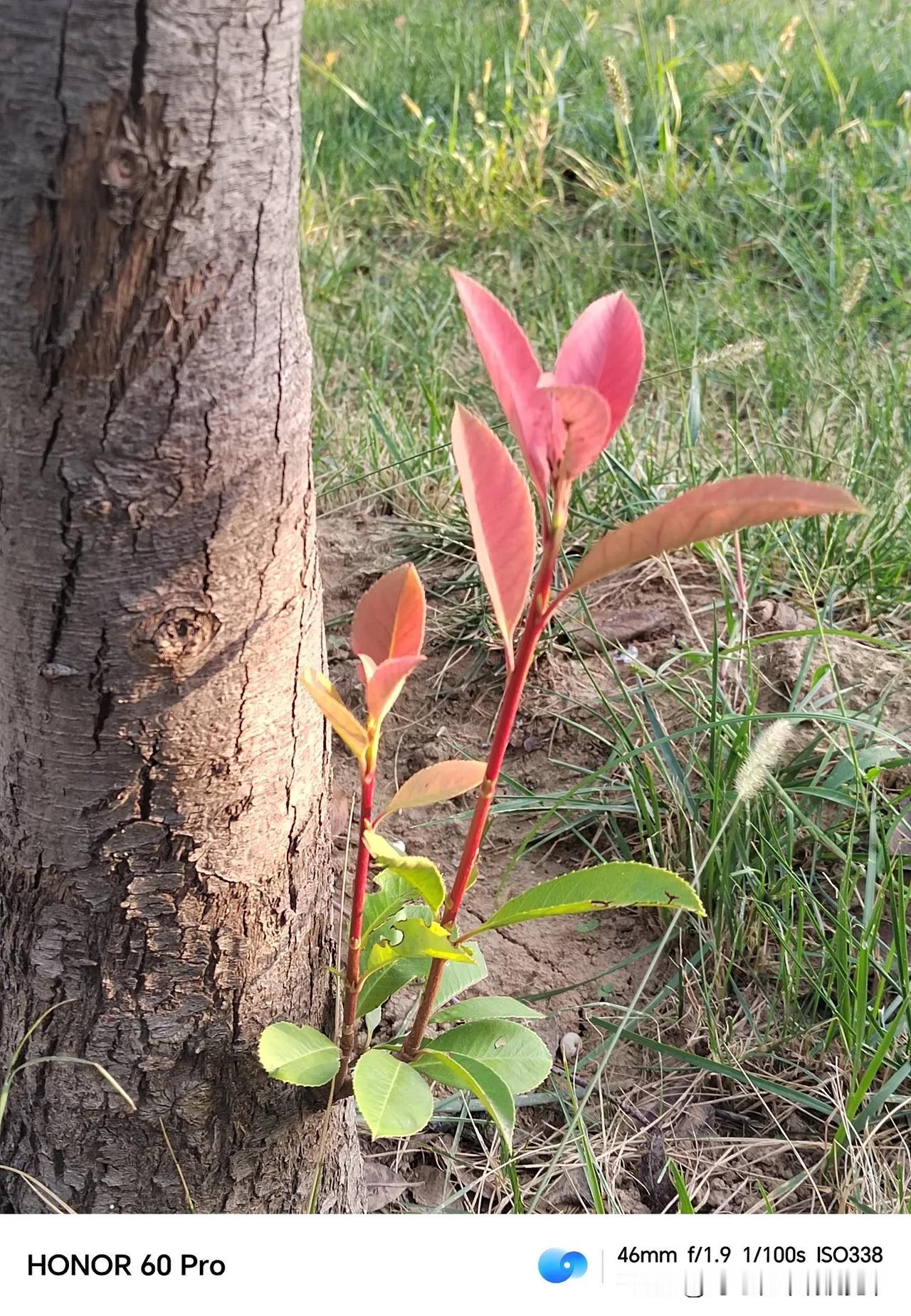 晨光里的花草。#冬季花草随手拍# #手机随手拍秋花# #晒手机里拍的花# #手机