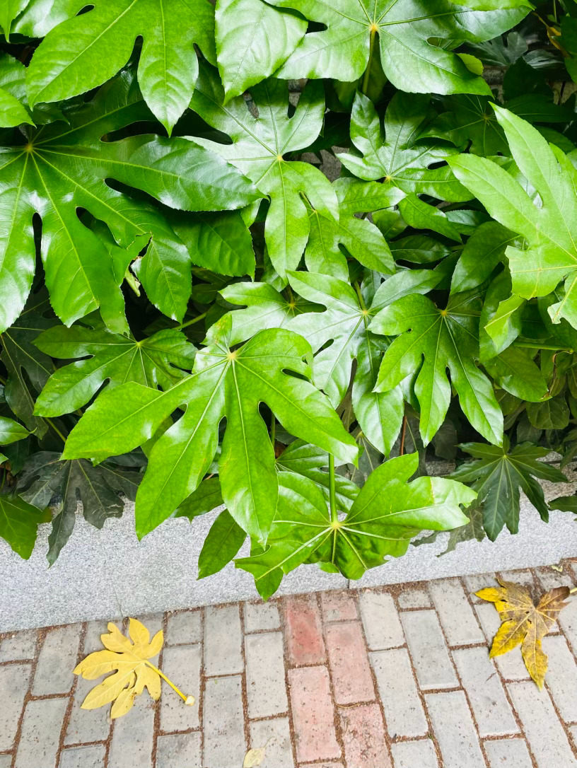 生活手记记录真实生活摄影摄影摄影 城市的街角，总有被人忽略的角落。灰色的矮墙下，