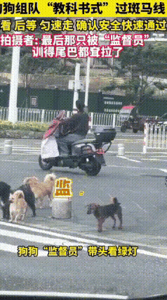 谁能想到，等红灯随手一拍，居然拍到一支自带秩序感的文明汪汪队过马路！
     