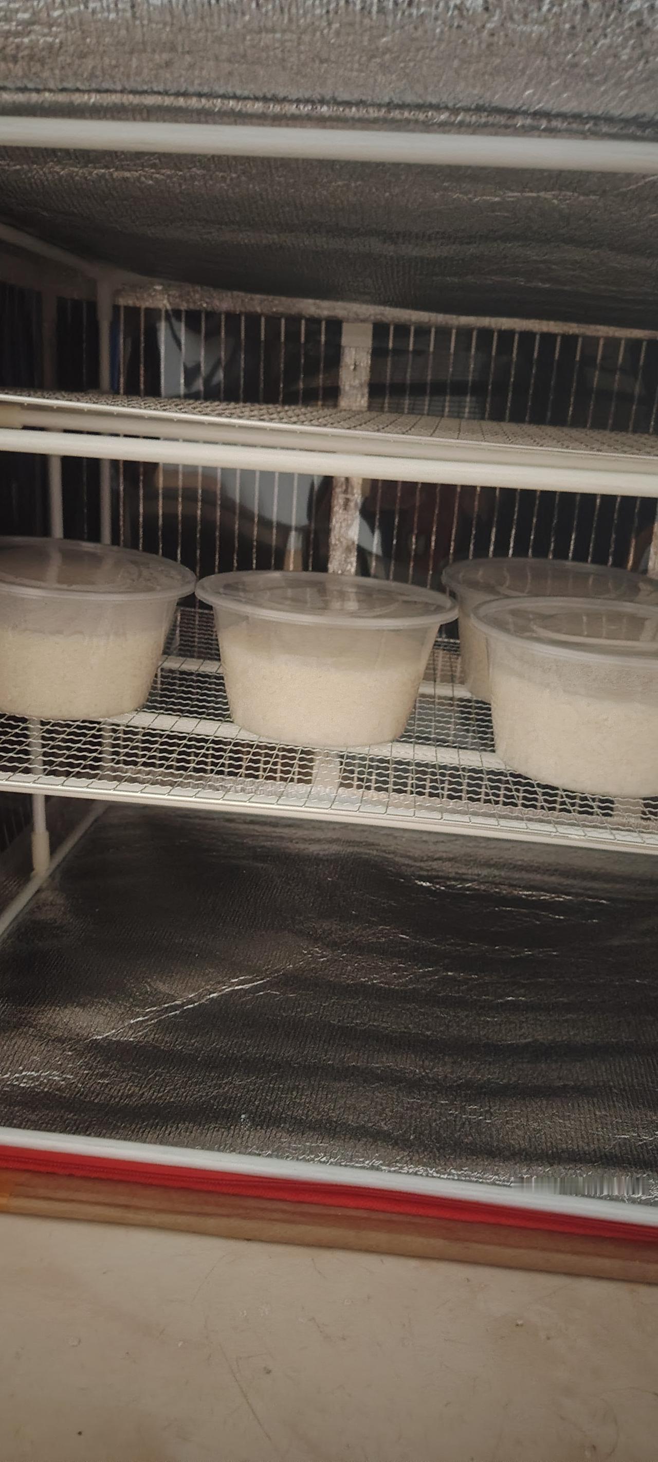 米酒做好送人吃，还是蛮有面子的，甜甜蜜蜜，寓意也好。2斤圆糯米做出了4斤的清甜醪