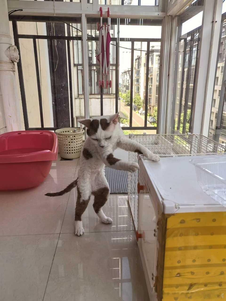 49743【丑猫】朋友家的猫试图成精 