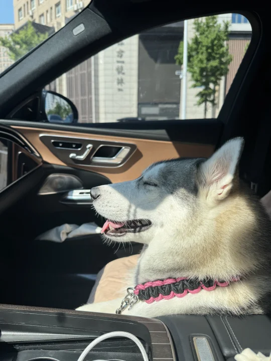 注定是当老板的哈士奇