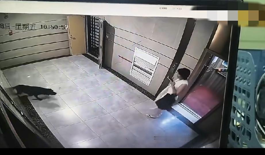 小区内遛大狗居然不拴绳，怕狗的人一出电梯门直接被两只大狗吓到精神崩溃。。。甚至要