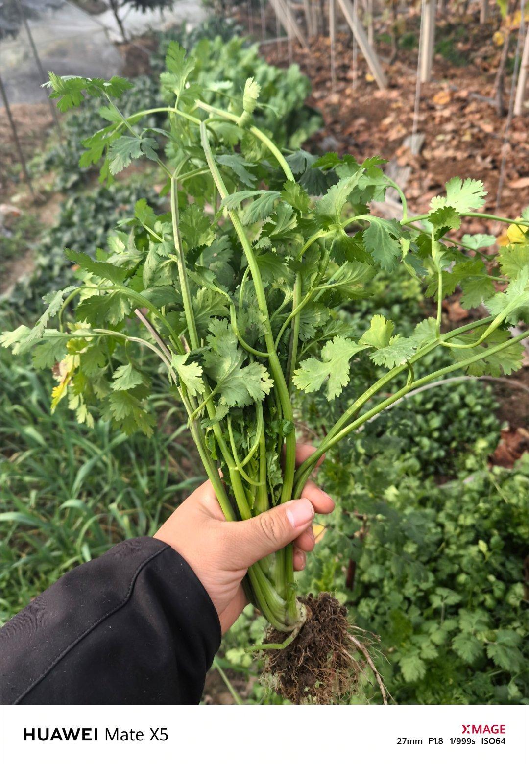 家人们，帮我看看，这个是香菜还是芹菜啊？