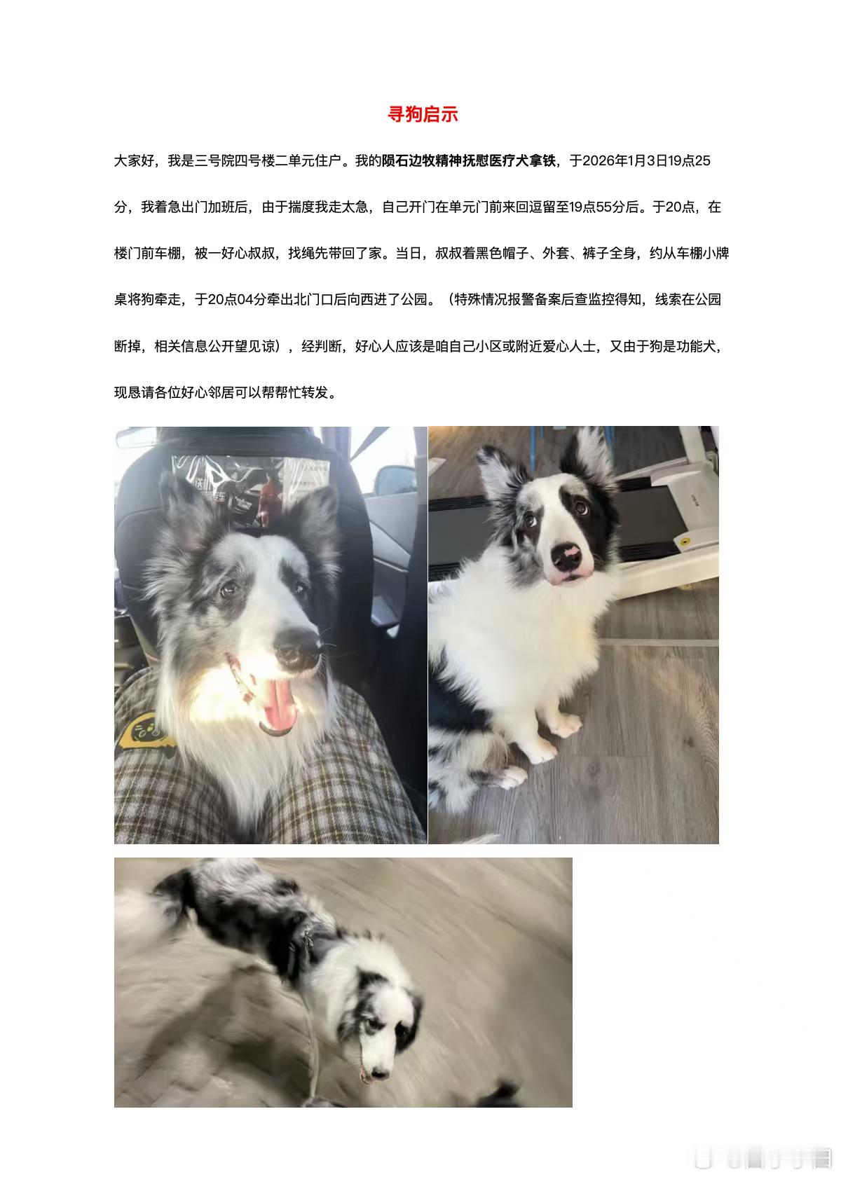 小区群里看到的附近小区有朋友丢失了一条陨石边牧关键❗️这条狗是失主的医疗犬走失地