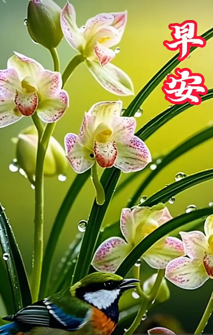 健康是金、金不換；
開心是財、財不斷；
善良是福、福如海；
快樂是寶、寶如山。