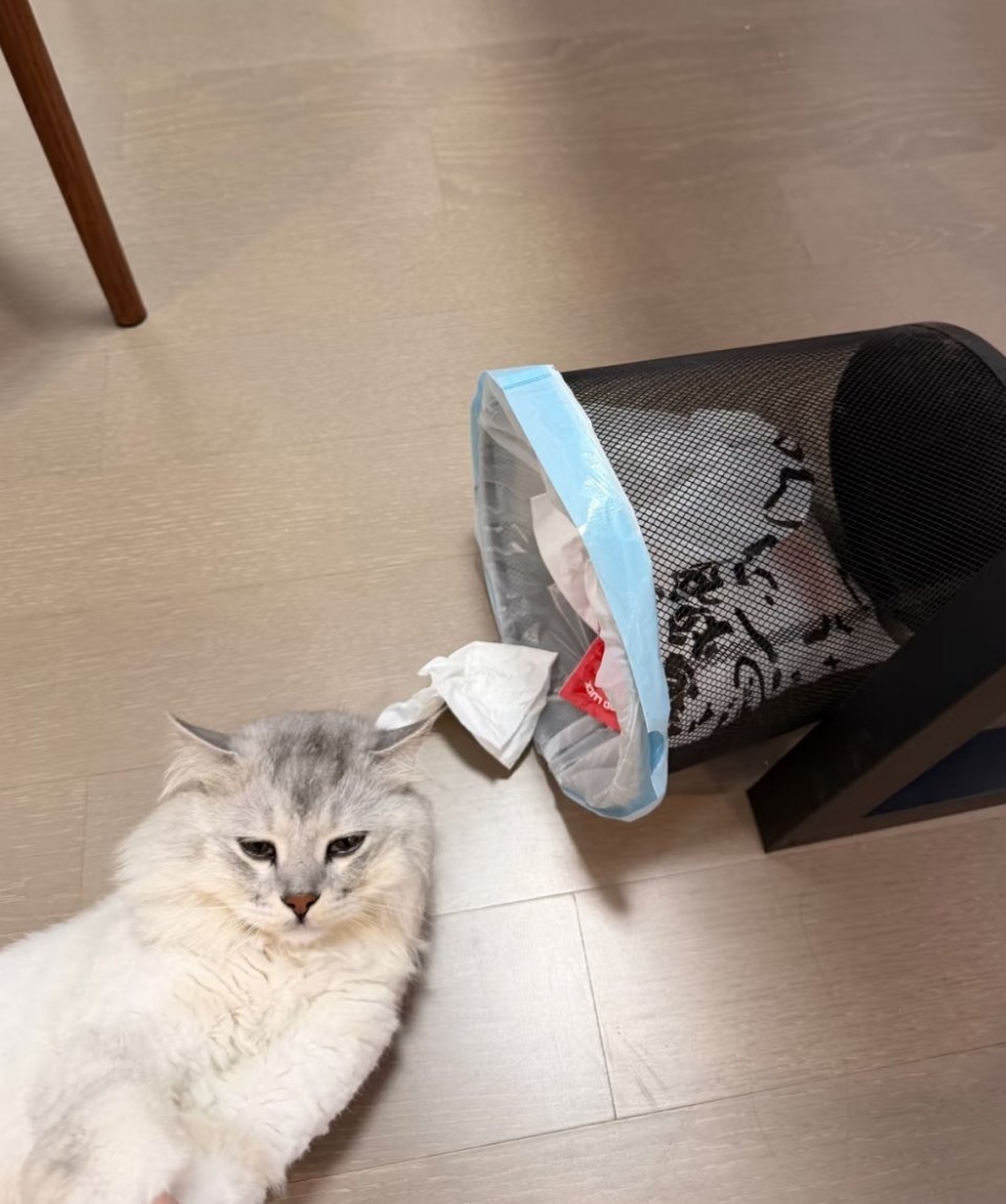 萌宠[超话] 罪案指证现场 ​​​