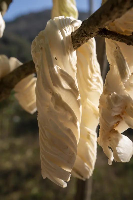 科技创新的浪潮，温暖了世间众人！中国科学家徐卫林院士实在是太厉害了！他的团队利用