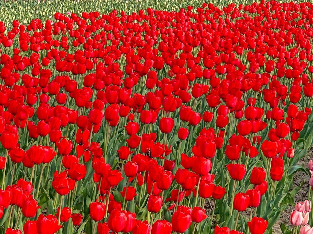 滨州秦皇河湿地公园！保姆级游玩攻略来啦。家人们！滨州秦皇河湿地公园真的挖到宝了，