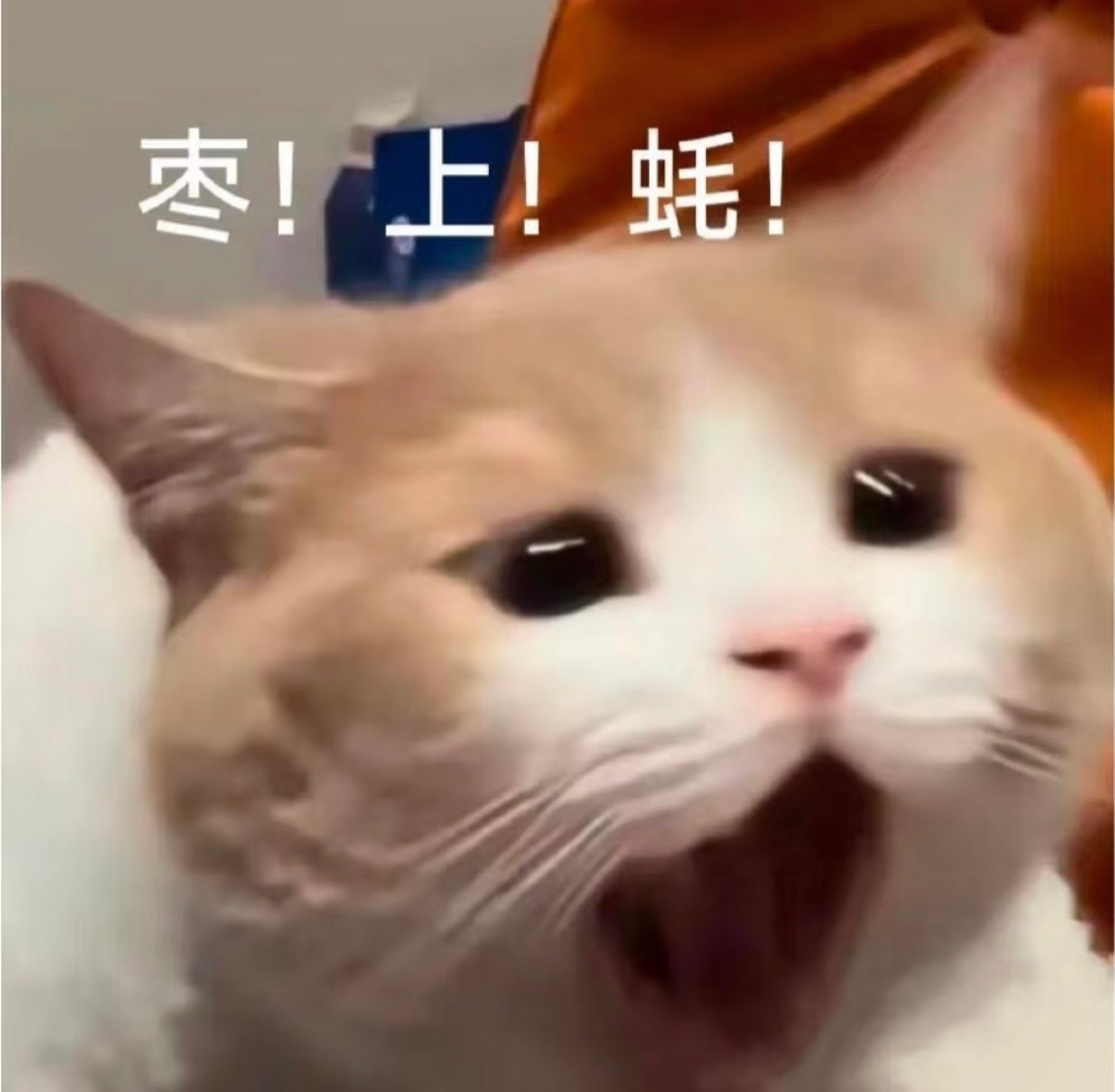 早上好～时间过的真快呀[喵喵]距离新年还有80天，距离春节还有127天，顺便问一