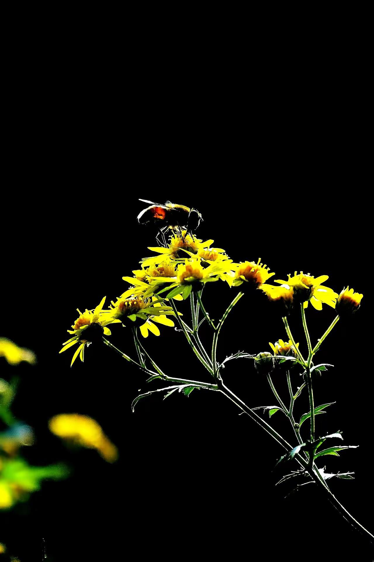 光影。独自芬芳的野花 黑暗背景的花