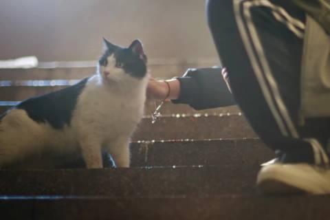 左邓超话你俩就坤续用猫调情吧。。 我惊呆了 ​​​