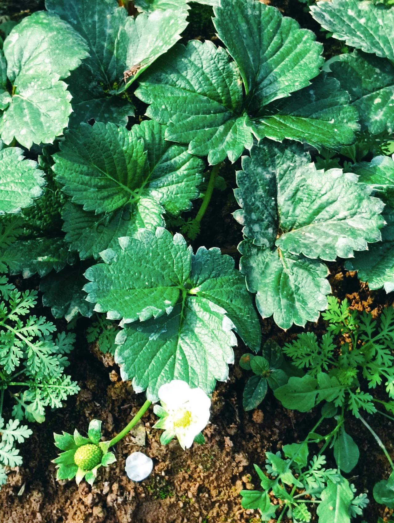 草莓慢慢开花结果。