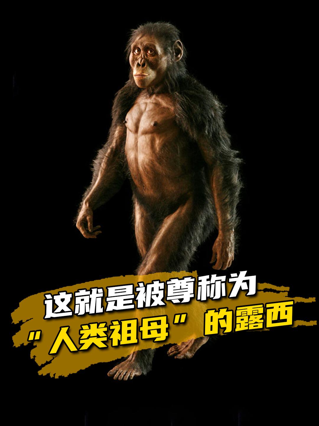 露西属于阿法南方古猿，她成为"人类祖母"的核心逻辑不在于年代最早，而在于其骨骼结