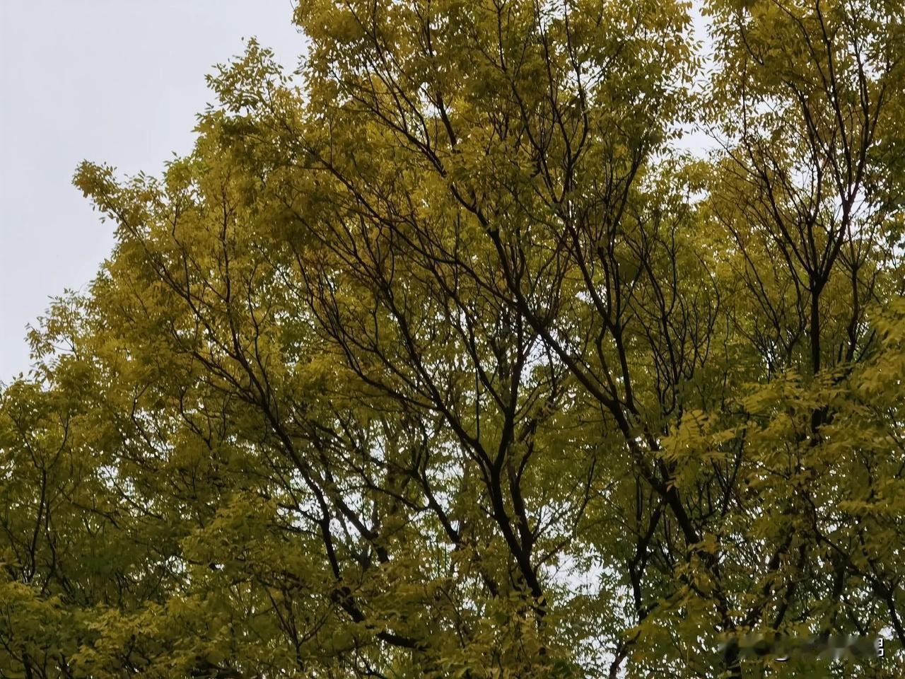 #记录秋日生活点滴# 
小雨无声无息的掉落，轻轻地拍打着枯黄的秋叶，小河沟的木桥