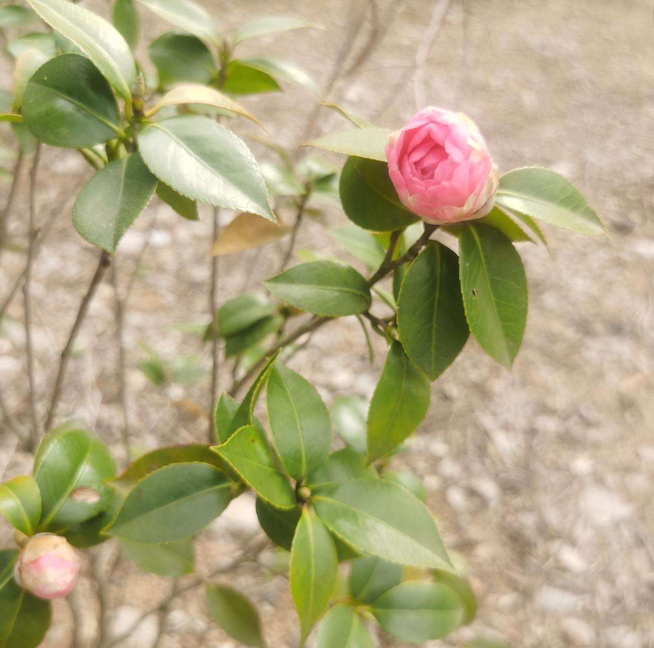 桃花园里，我的心性未完全消散。

突然想，如果自己能与上学的学生一样专心做事，我