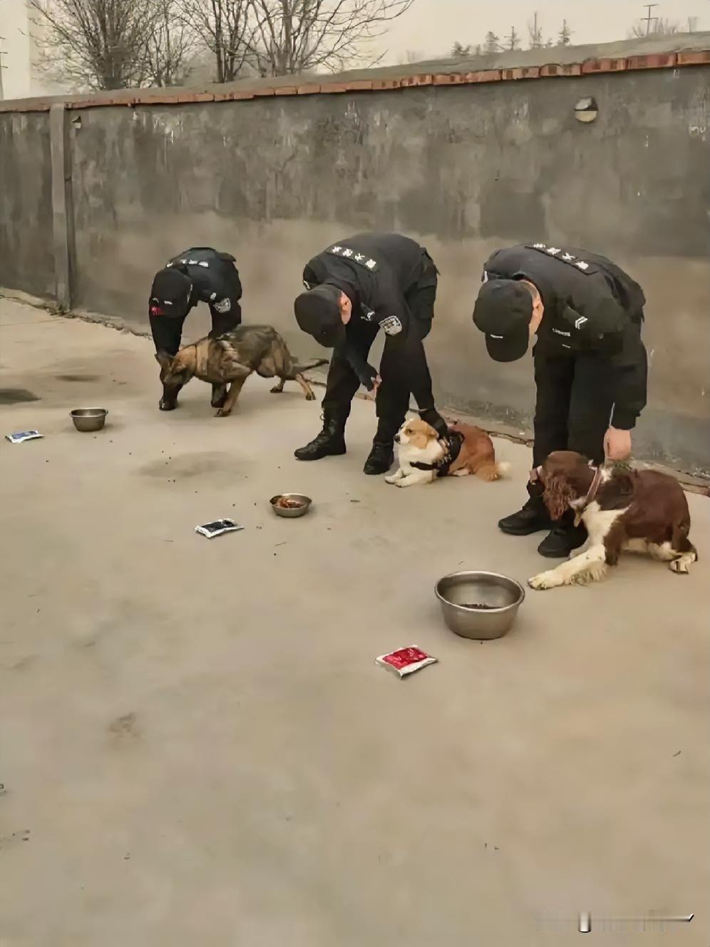 警犬拒食训练！柯基犬“福仔”稳如定海神针，德牧犬“朱乐”却当场“躺平干饭”

近