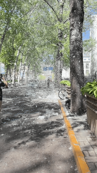 官方回应为什么不能把杨柳树都砍了砍树的话，树木的生态效果和水土保持等功能，没法快