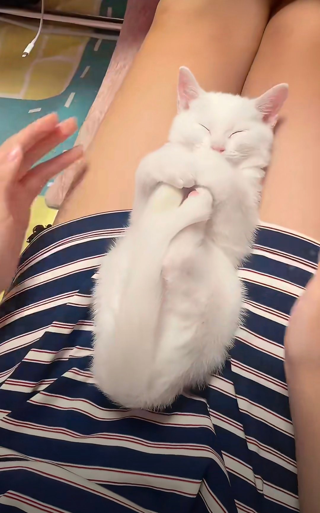 七龙珠里的猫仙人这只白猫简直是猫仙人本仙下凡这只小白猫往人腿上一躺，眼睛眯成两条