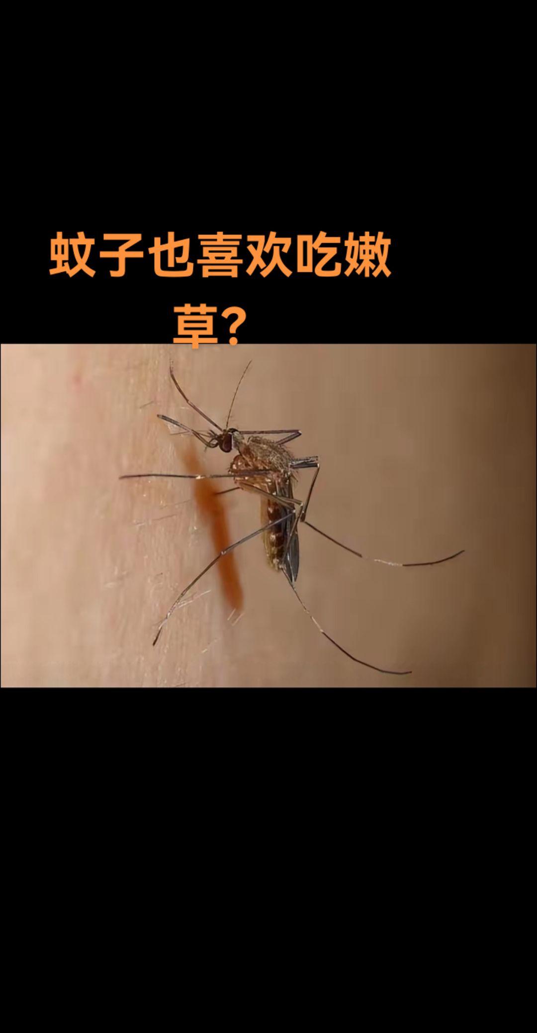 只有蚊子只送红包，不收红包。我住在我妈家，即便穿着长裤长上衣，蚊子都会...