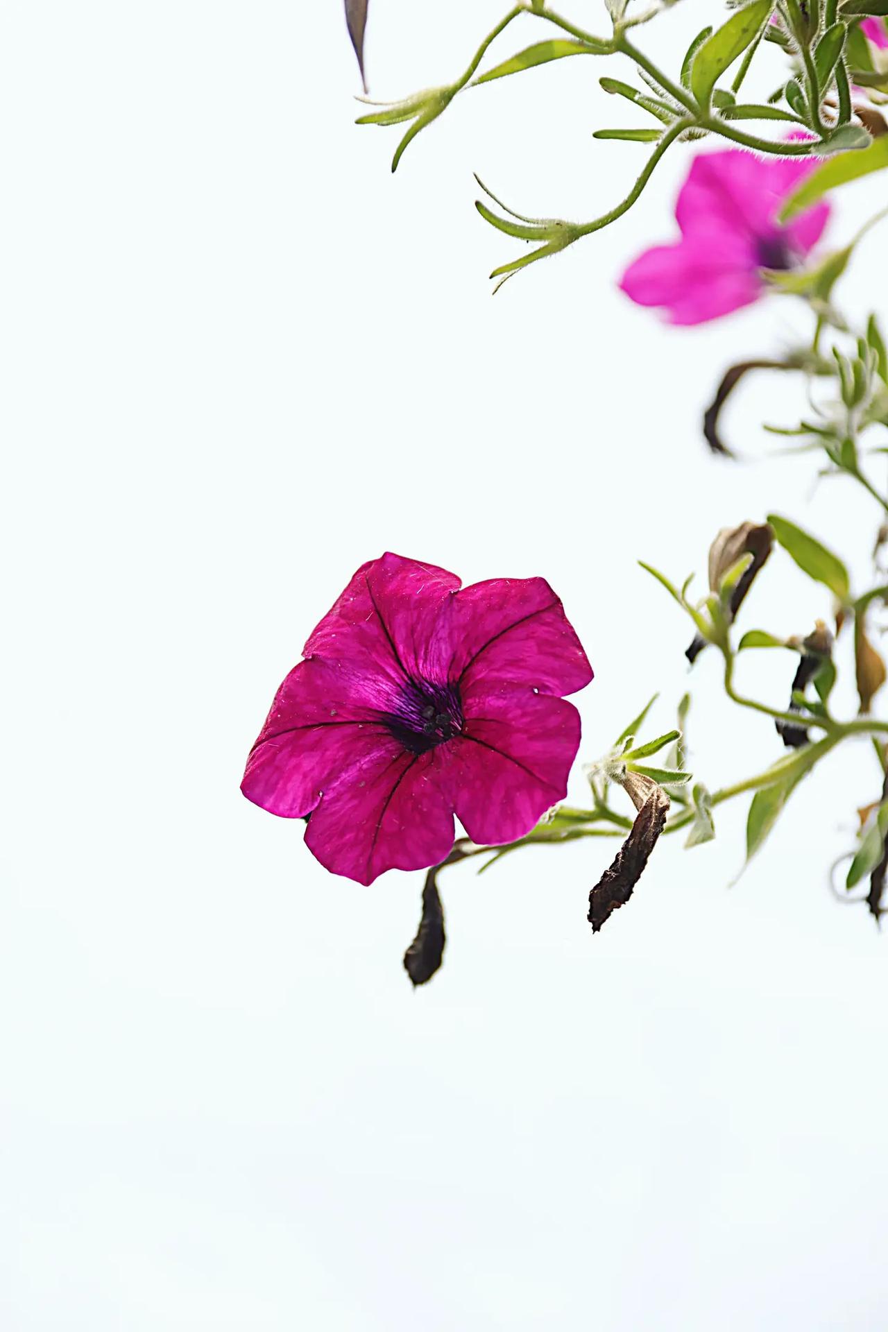牵牛花的夏。
