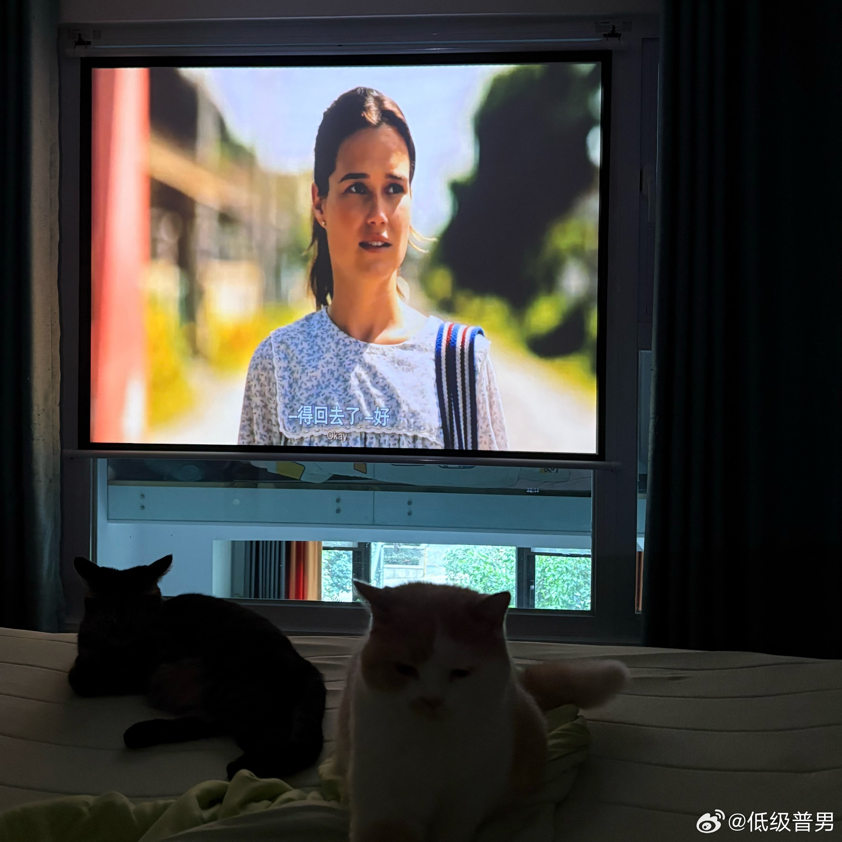 无孩爱猫女的下午（并没有在家躺着看电影，只是为了拍一个看电影的画面放在口播里 ​