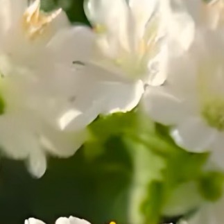0000露薇花的种植方法:露薇花是多肉型花卉，核心养护原则：喜冷凉、强光、颗粒土