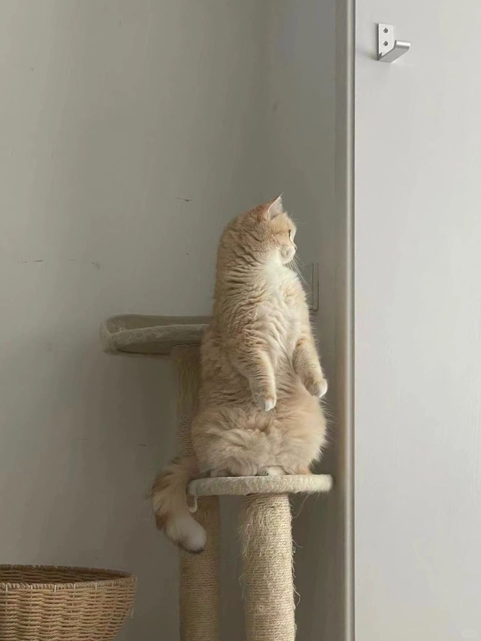 有时候养猫挺无助的
