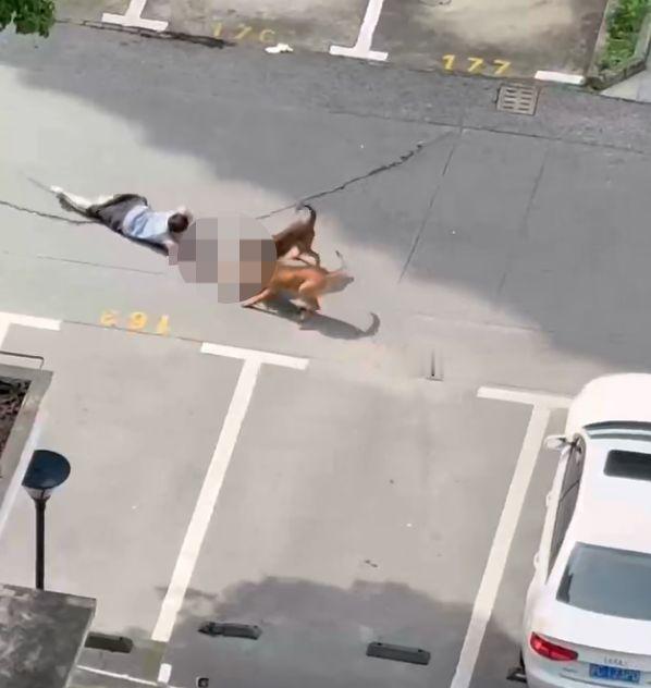 痛心愤怒！又见恶犬撕咬小孩
7月7日，上海青浦区一小区有孩子躺地被两只狗撕咬，两