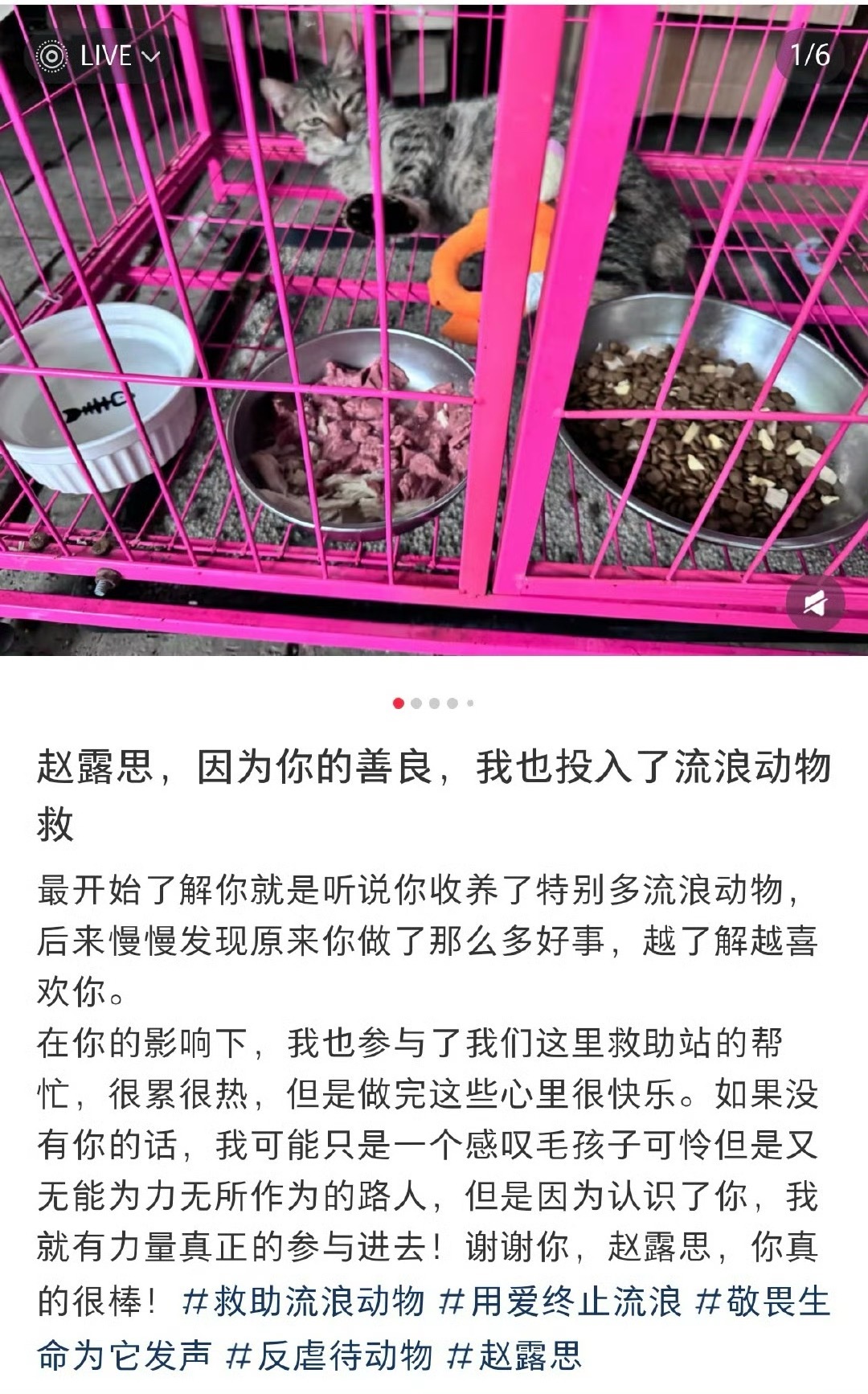 露思的很多猫猫狗狗都是都是收养的有很多很多露人，也在露思的带动下去关注流浪动物，