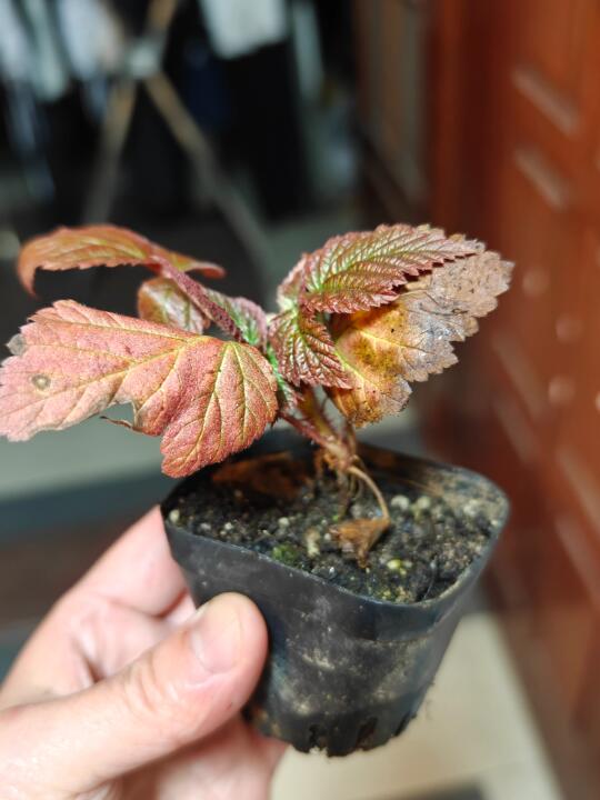 树莓153 pk45 枫糖 涌新 到货 种下当年结果