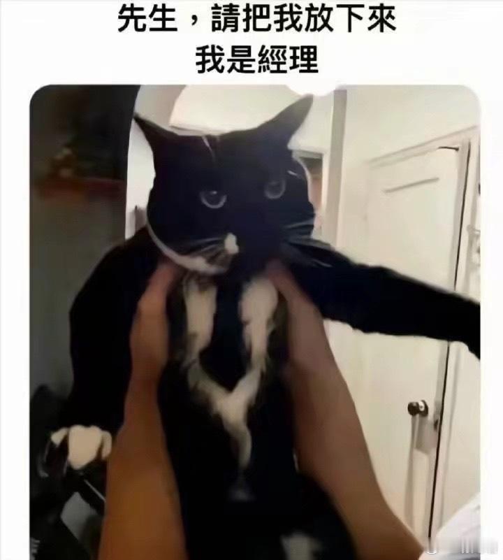 分享一些猫猫meme 