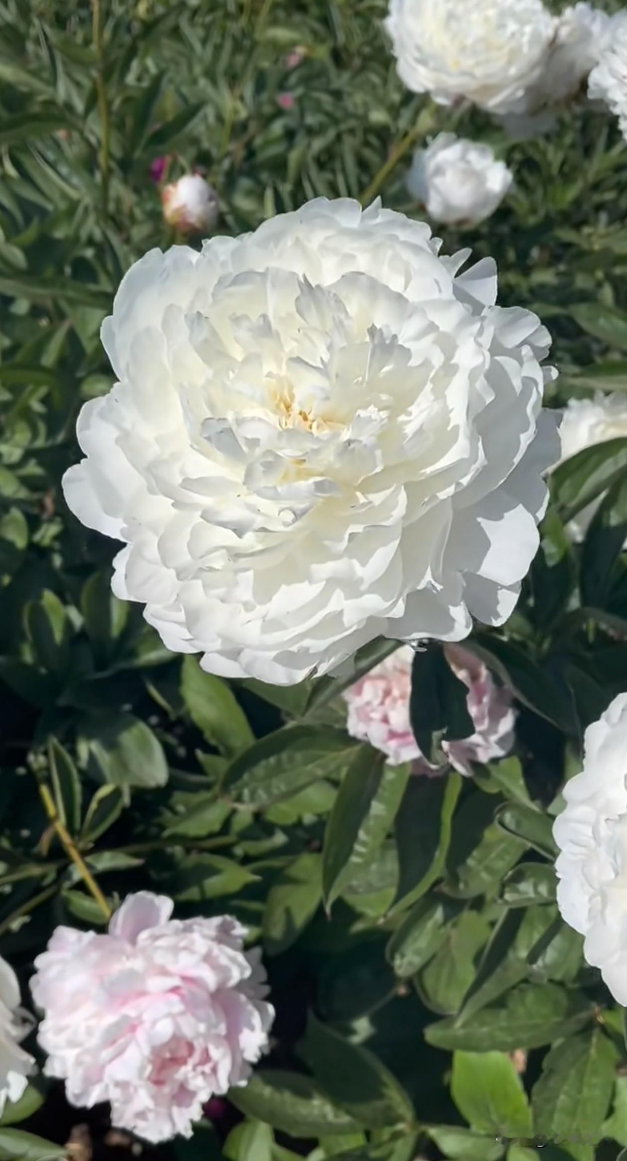纯白芍药安静绽放在绿意间，层层花瓣细腻柔软，有的蓬松如云堆起，瓣心泛着淡淡的奶黄