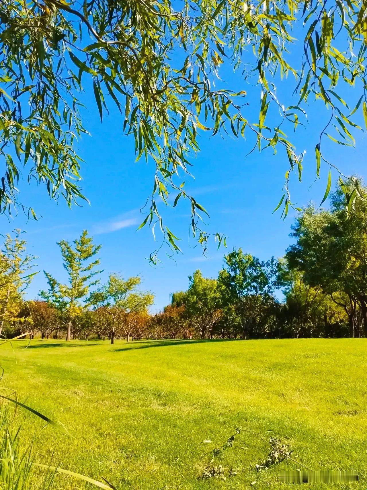 微风轻拂青草舞， 
碧空澄澈心无瑕。
沉醉此间自然美， 
忘却尘世纷与杂……
#