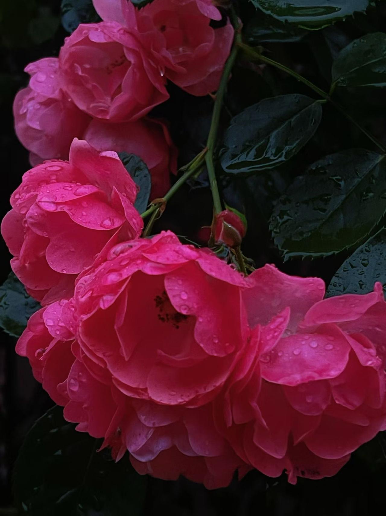 雨落·蔷薇·温柔限定🌹