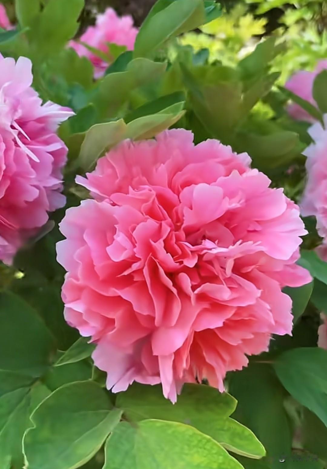 快看呀！牡丹园里随手一拍都是壁纸，春天的顶级浪漫全在这里!

春风十里，终抵洛阳