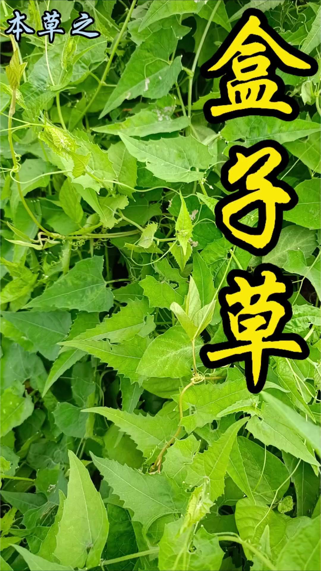 🌿在水边草丛里发现了一种超有趣的草本植物！它就是葫芦科的盒子草，也叫黄丝藤或禾