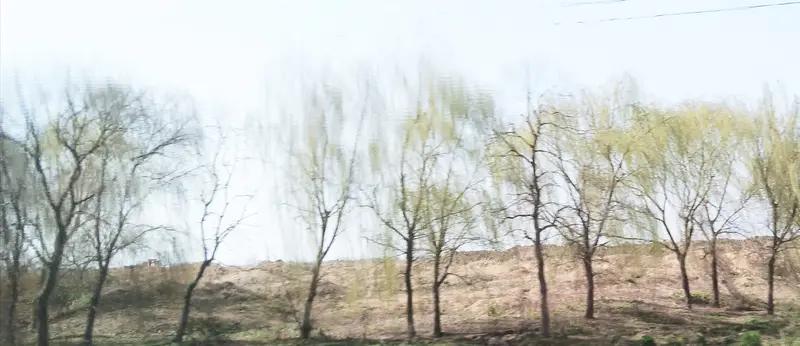 友提及的“春风入画”，着实将我引入了一个绝美之境。春风宛如一位才情卓越的诗人，蘸