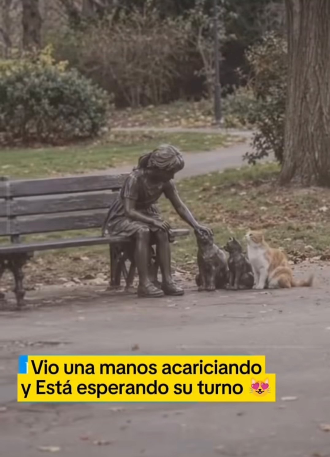 小猫在排队等摸 ​​​