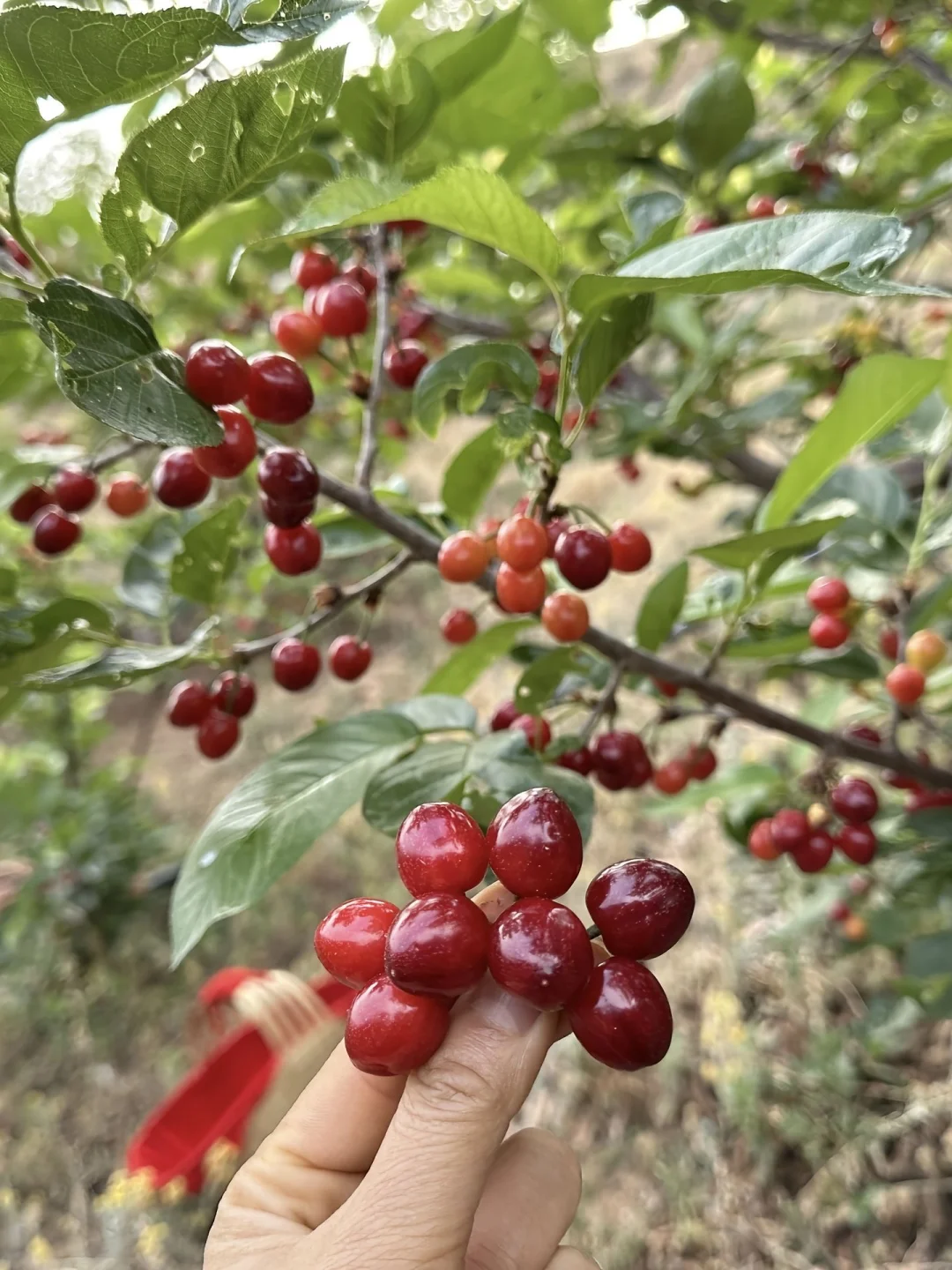 抓住樱桃🍒的尾巴，错过了就真的要等一年