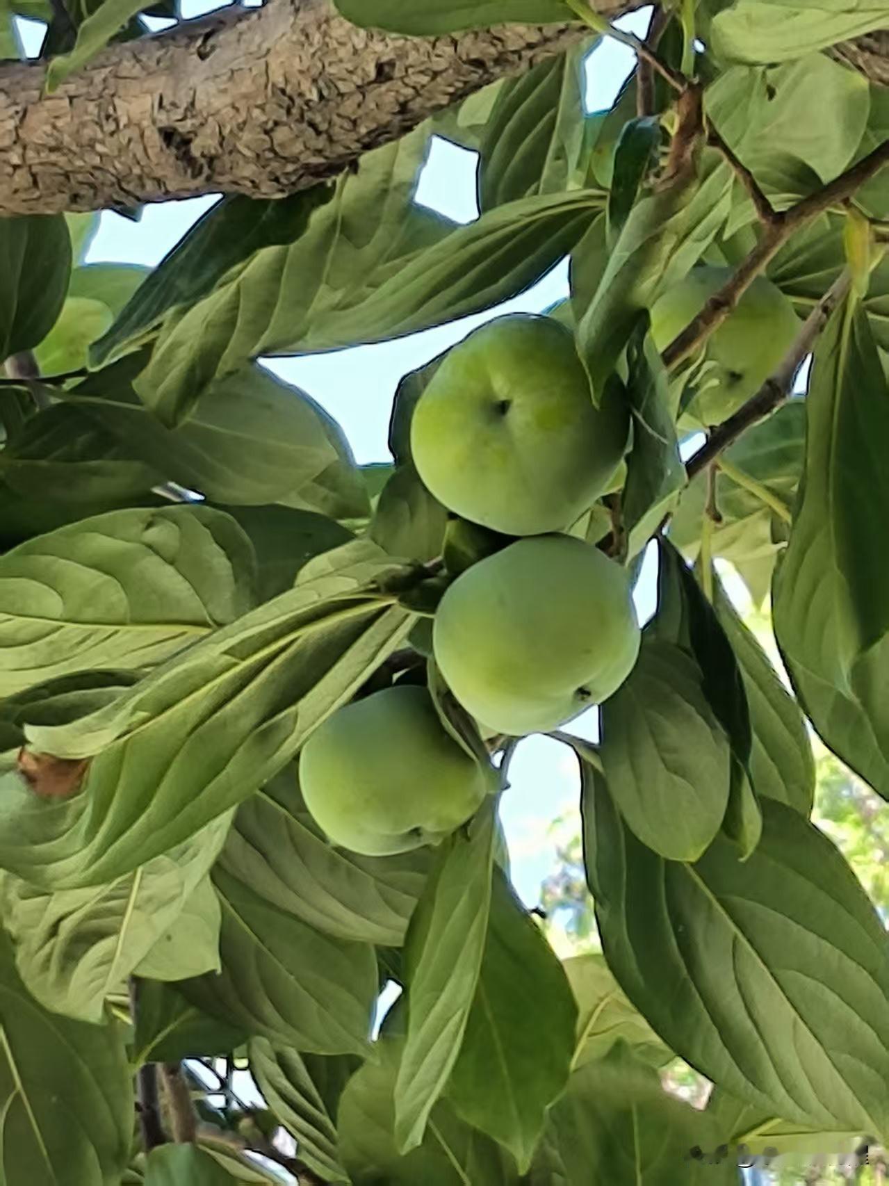 总去河西文化中心遛，就没看见过，这里还有两棵柿子树。🌳
树上枝头结满了小柿子，