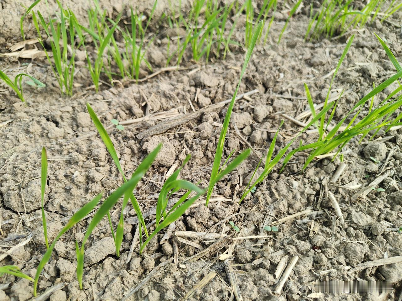 小麦播种后多少天打除草剂效果好? 在适期播种的情况下，温度一般在15～20℃，小