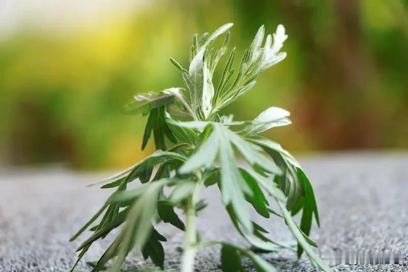 艾草用处可多了，除了药用，它在生活里也超实用。
端午节时，很多人会把艾草挂在门口